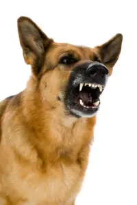 Dangerous Dog New York Dog Bite