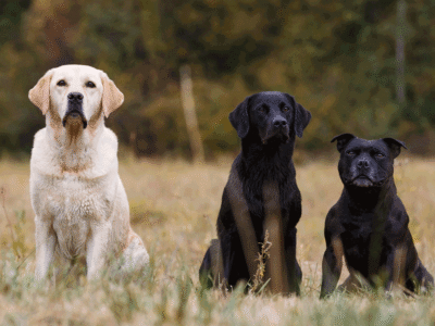 Three large dogs sitting in a grassy area.