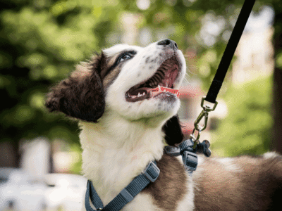 A dog on a leash.